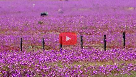 Desierto Florido